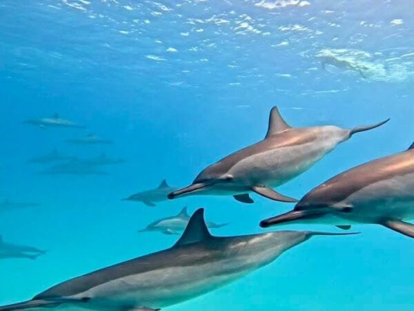 Dolphin House
